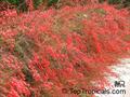 firecracker plant,coralblow,fountain plant